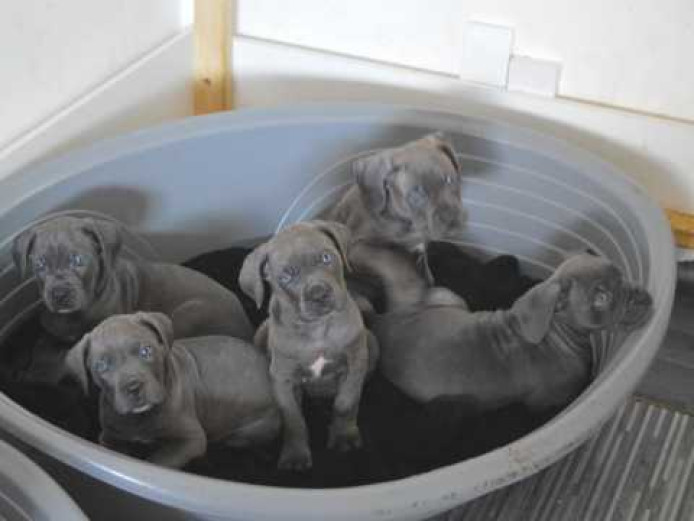 Best Blue Cane Corso Puppies