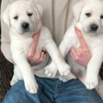 **ONLY 1 GIRL & 1 DOG LEFT**Stunning Pedigree and Kc Reg Labrador Retriever Pups For Sale