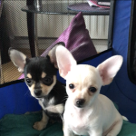 READY NOW!! Chihuahua puppies 