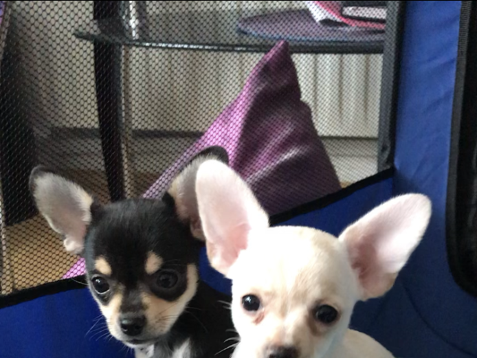 READY NOW!! Chihuahua puppies 