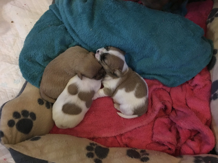 Mix Breed Puppies for Sale