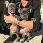 Stunning triple carrier French bulldogs 