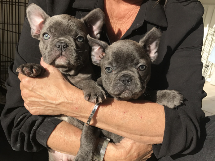 Stunning triple carrier French bulldogs 