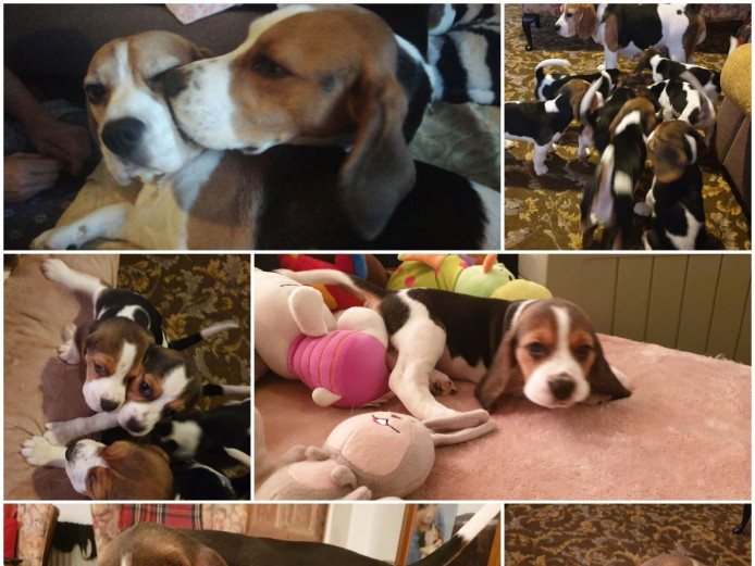 Fully Vaccinated 1st and 2nd Tricolor beagle puppies ready now