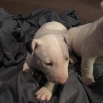 Exceptional English Bull Terrier Puppies