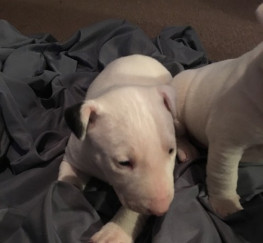 Pets  - Exceptional English Bull Terrier Puppies