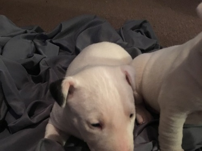 Exceptional English Bull Terrier Puppies