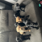 Loving Labrador puppies for sale