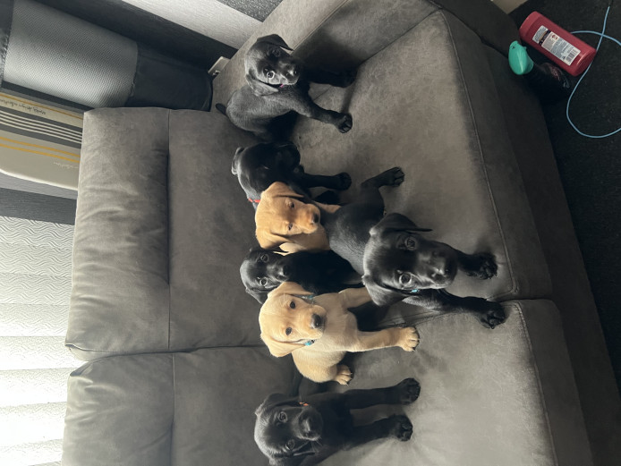 Loving Labrador puppies for sale