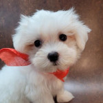  Maltese Puppies Toy and Teacup sizes For sale