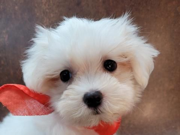  Maltese Puppies Toy and Teacup sizes For sale