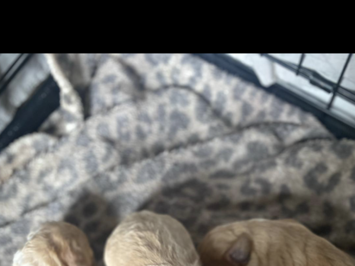 Cockapoo F1 puppies (rare,beautiful colours 