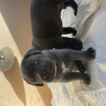 Chunky Blue Cane Corso pups for sale