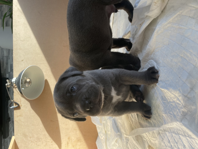 Chunky Blue Cane Corso pups for sale