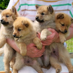 Health Tested Finnish Spitz Puppies Available For Sale.