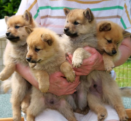 Pets  - Health Tested Finnish Spitz Puppies Available For Sale.