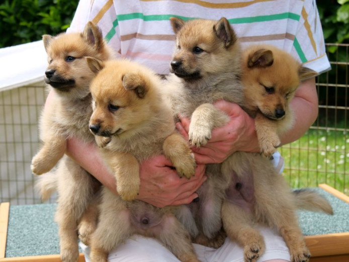 Health Tested Finnish Spitz Puppies Available For Sale.