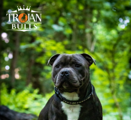 Otis Champion sired Staffordshire bull terrier for stud