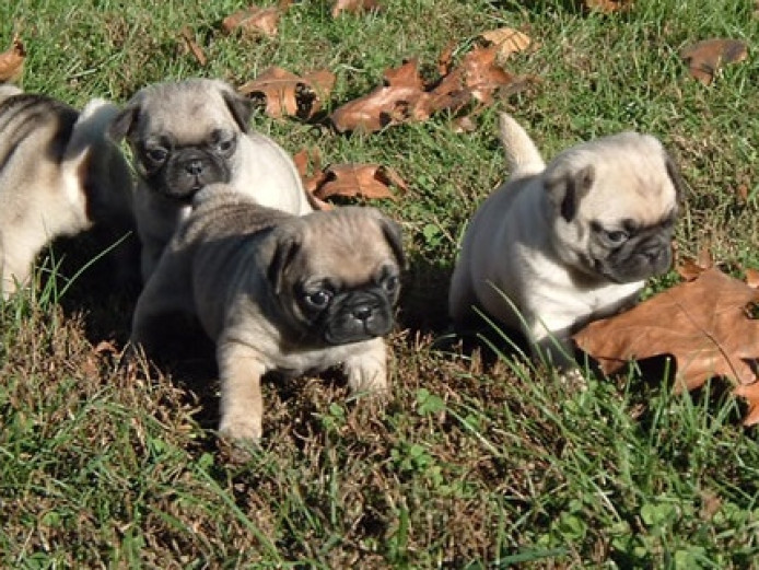 Apricot And Fawn Kc Reg Pug Puppies For Sale