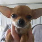 for sale tiny 13 wk girl chihuahua