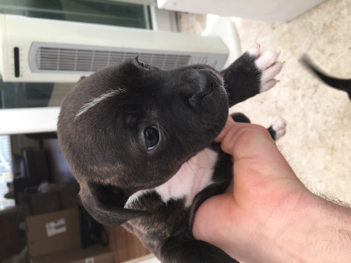 Staffordshire Bull Terrier Puppies, 6 weeks old, ONLY 4 GIRLS LEFT