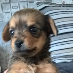 Chorkie Puppies for sale