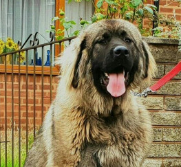 Pets  - Imported Caucasian Mountain Dog - Female for Sale