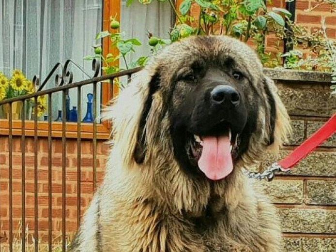 Imported Caucasian Mountain Dog - Female for Sale