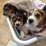 Stunning KC Beagle Puppies