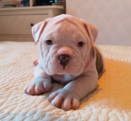 Pets  - Old English bulldog puppies, from show winning parents.