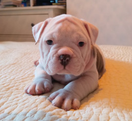 Old English bulldog puppies, from show winning parents.