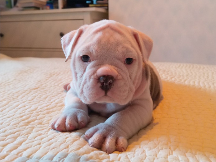 Old English bulldog puppies, from show winning parents.