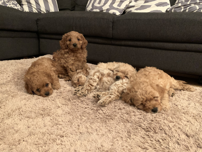5 Gorgeous Cavapoo puppies for sale