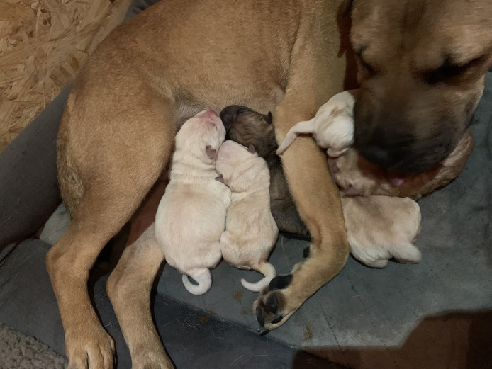 3 Female SharPei puppies for sale 