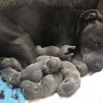 Blue Staffordshire bull terrier puppies 