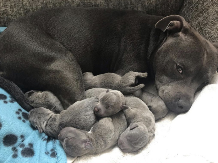Blue Staffordshire bull terrier puppies 