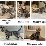 Stunning Pure Breed rosetted Bengal Kittens for sale