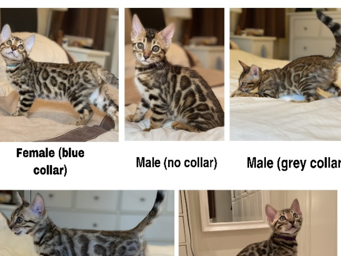 Stunning Pure Breed rosetted Bengal Kittens for sale