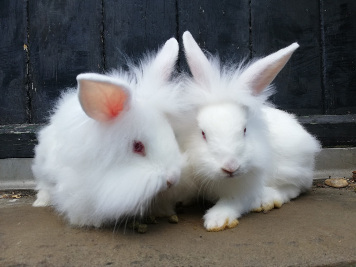 baby rabbits for sale