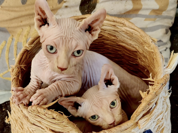 Sphynx kittens looking for a forever home in Lancaster 