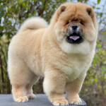 Chow Chow Puppies for sale 