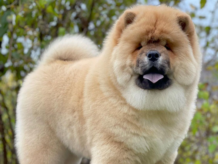 Chow Chow Puppies for sale 