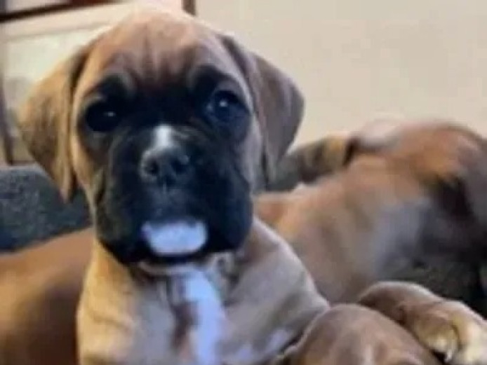 Healthy Fawn Boxer Puppies For Sale.