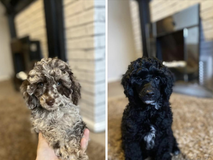 Stunning merle miniature poodle puppies looking for their furever home! 