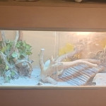 2 year old male bearded dragon for sale