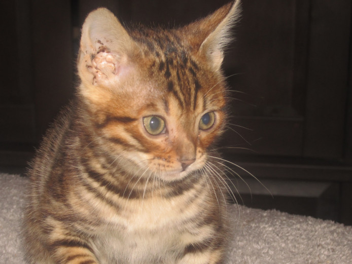 2 ADORABLE BLACK AMBER BENGALS TICA REGISTERED READY NOW 