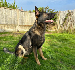 Pets  - Meet Sonny, the Exceptional 18 Months Old German Shepherd for Sale! 
