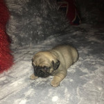 BEAUTIFUL HEALTHY CHUNKY PUG PUPPIES FOR SALE