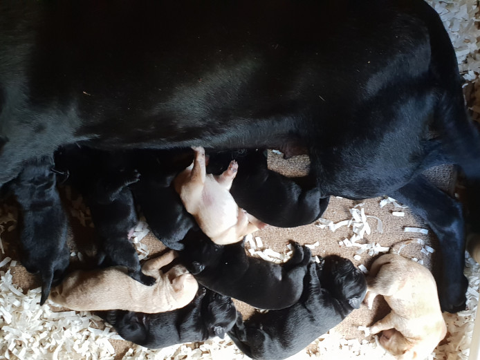 Working Labrador pups 