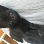 Black male kittens for sale 